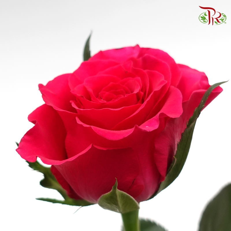 Rose - Freud Cherry Pink / Hot Pink / Dark Pink(20 Stems)-Pink-China-prflorist.com.my