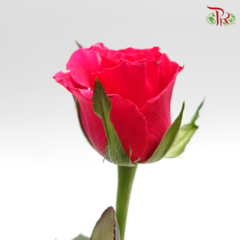 Rose - Freud Cherry Pink / Hot Pink / Dark Pink(20 Stems)-Pink-China-prflorist.com.my