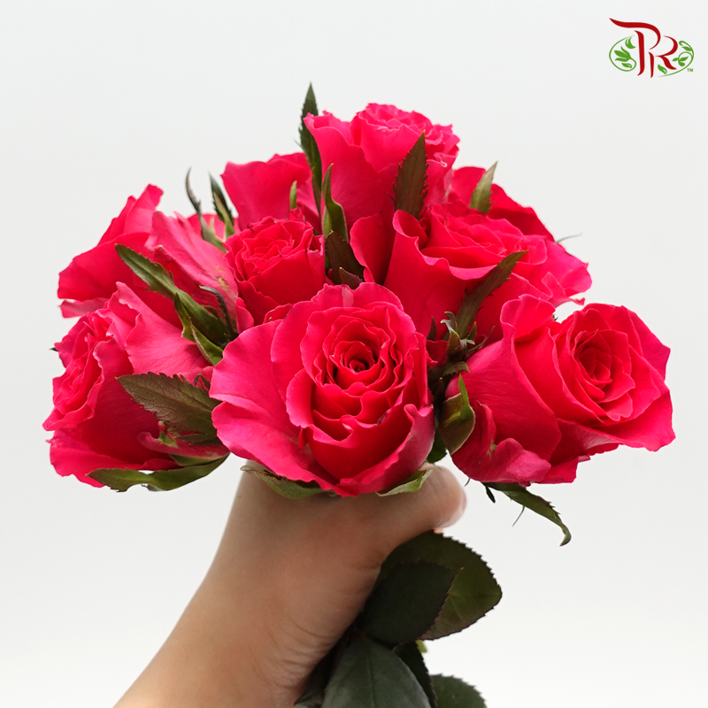 Rose - Freud Cherry Pink / Hot Pink / Dark Pink(20 Stems)-Pink-China-prflorist.com.my