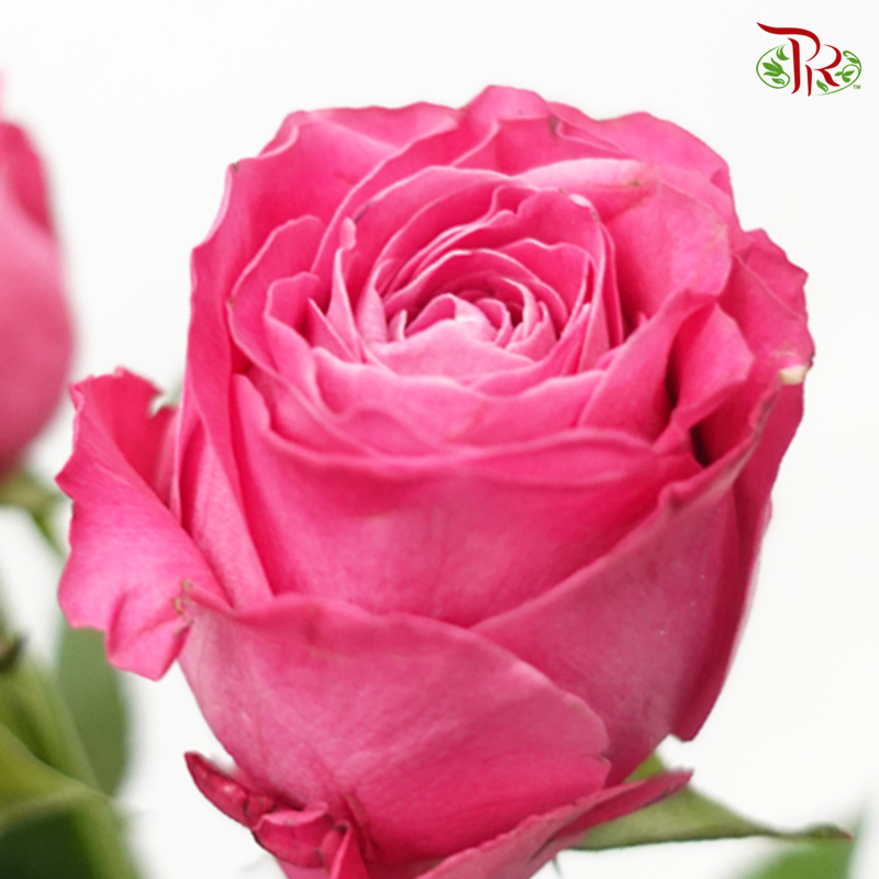 Rose - Freud Pink / Dark Pink(10 Stems)-Cherry Pink-China-prflorist.com.my