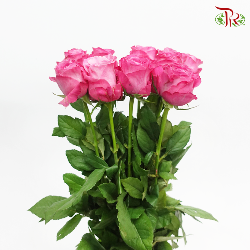 Rose - Freud Pink / Dark Pink(10 Stems)-Cherry Pink-China-prflorist.com.my