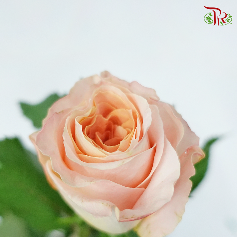 Rose - Gleam (10 Stems)-Champagne-China-prflorist.com.my