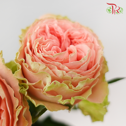 Rose - Goddess Of Rural (10 Stems)-Pink-China-prflorist.com.my