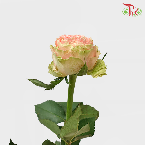 Rose - Goddess Of Rural (10 Stems)-Pink-China-prflorist.com.my