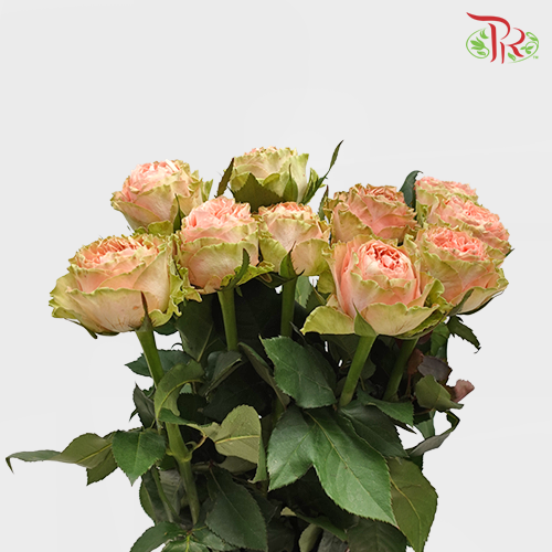Rose - Goddess Of Rural (10 Stems)-Pink-China-prflorist.com.my