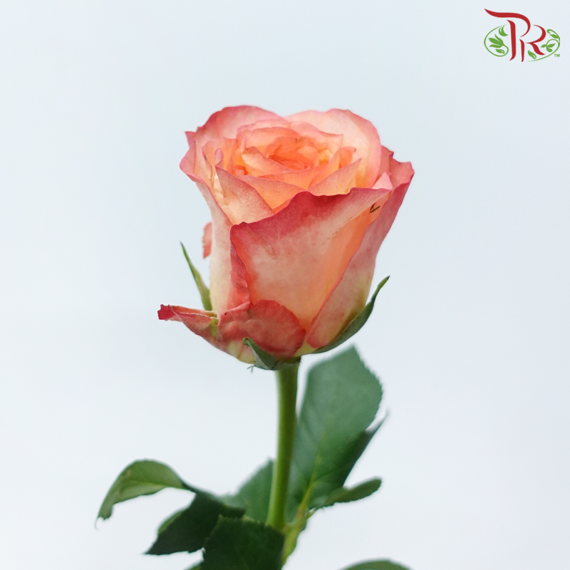 Rose - Golden Light (10 Stems)-Golden Light-China-prflorist.com.my