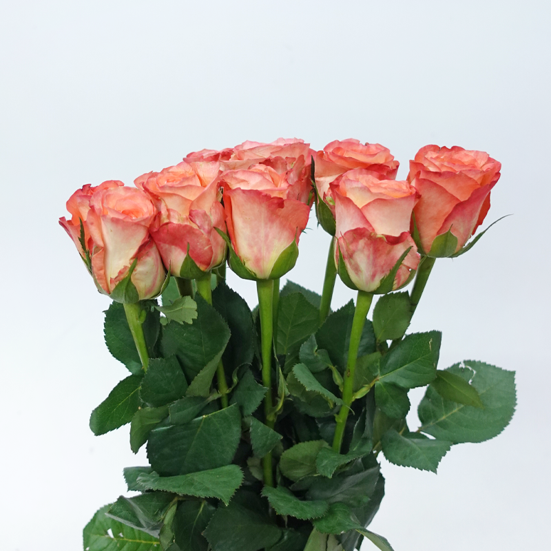 Rose - Golden Light (10 Stems)-Golden Light-China-prflorist.com.my