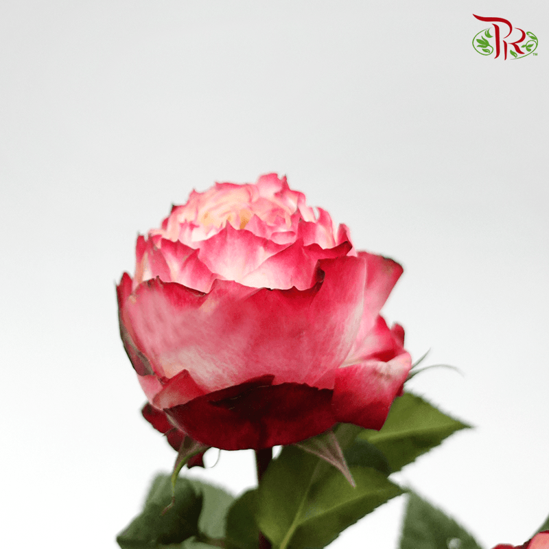 Rose - Green Apple Jam (10 Stems)-Red-China-prflorist.com.my