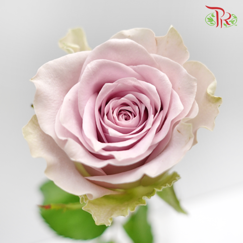 Rose - Heart of Ocean/ Puzzle Ocean (10 Stems)-Purple-China-prflorist.com.my