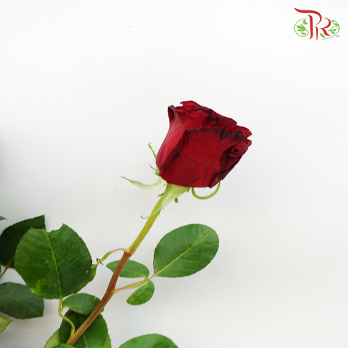 Rose Hearts - Red (25 Stems)-Red-Columbia-prflorist.com.my