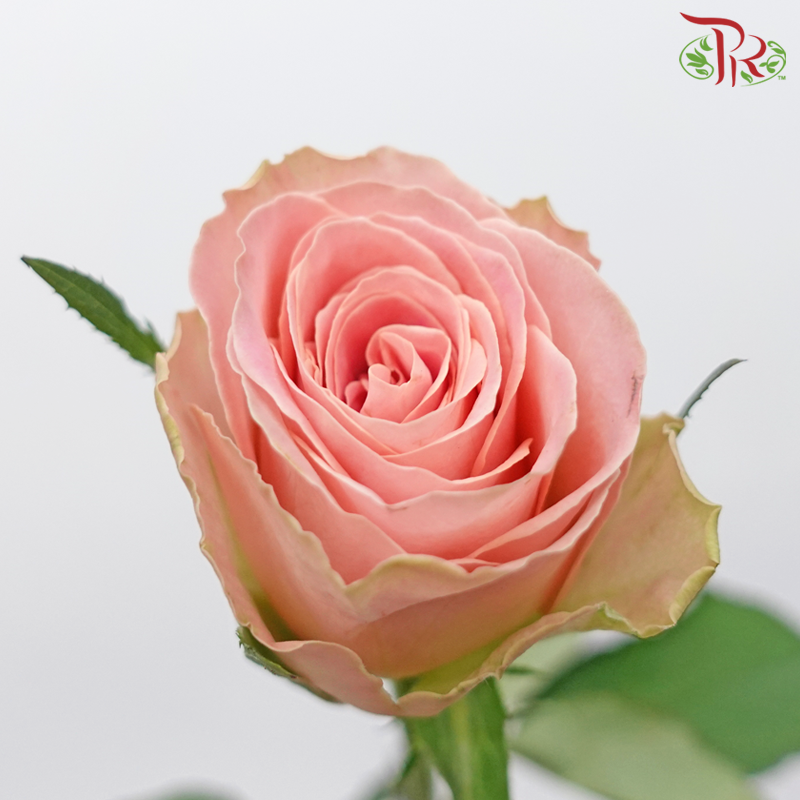 Rose Hector - Mosha (20 Stems)-Mosha-China-prflorist.com.my