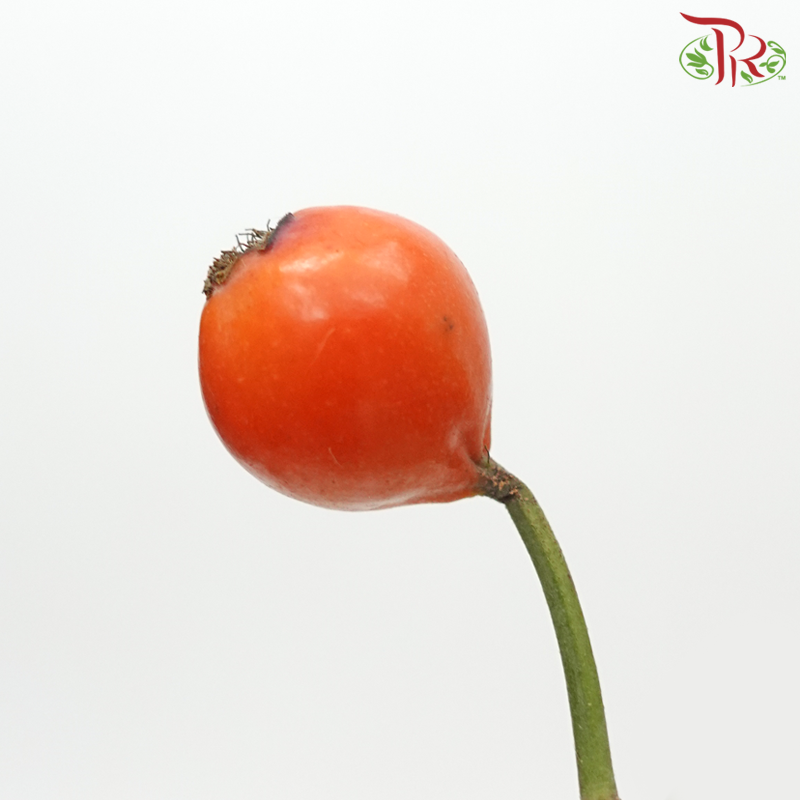Rose Hip - Orange (Per Bunch)-Orange-China-prflorist.com.my
