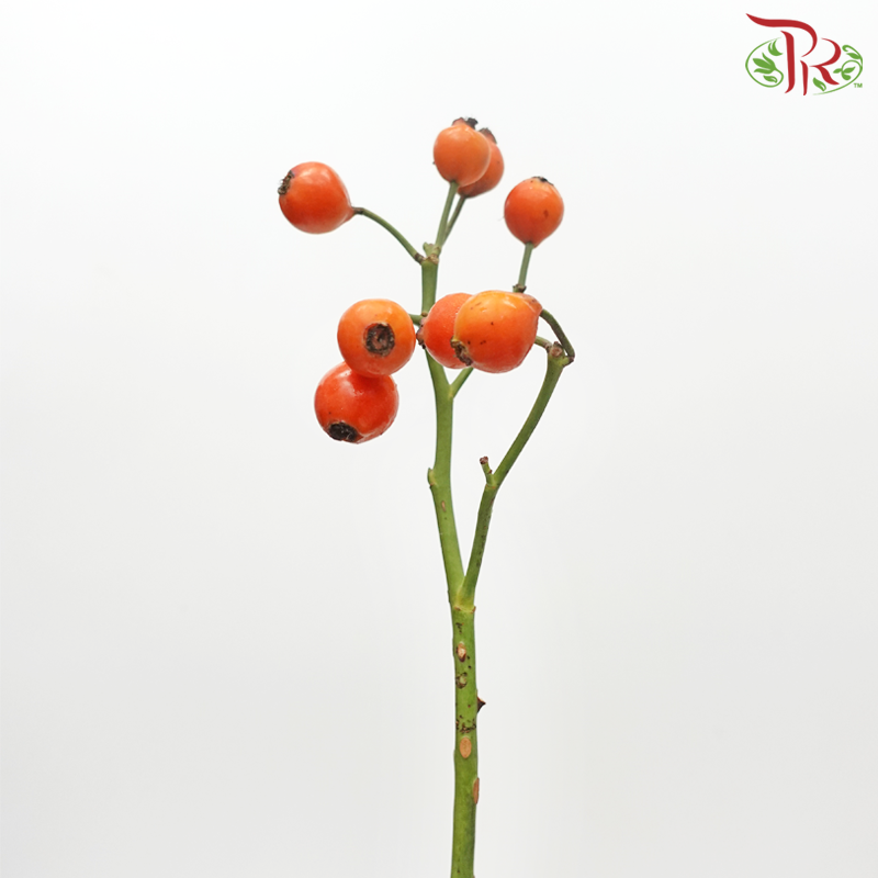 Rose Hip - Orange (Per Bunch)-Orange-China-prflorist.com.my