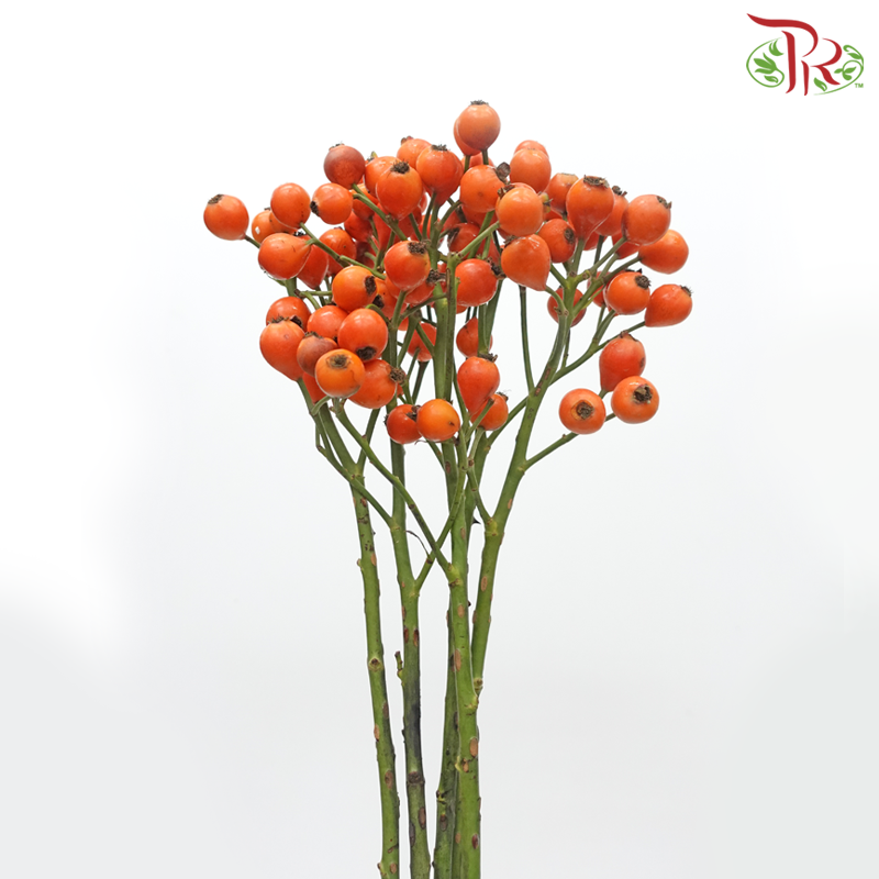 Rose Hip - Orange (Per Bunch)-Orange-China-prflorist.com.my