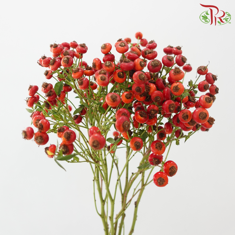 Rose Hip - Red (Per Bunch)-Red-China-prflorist.com.my