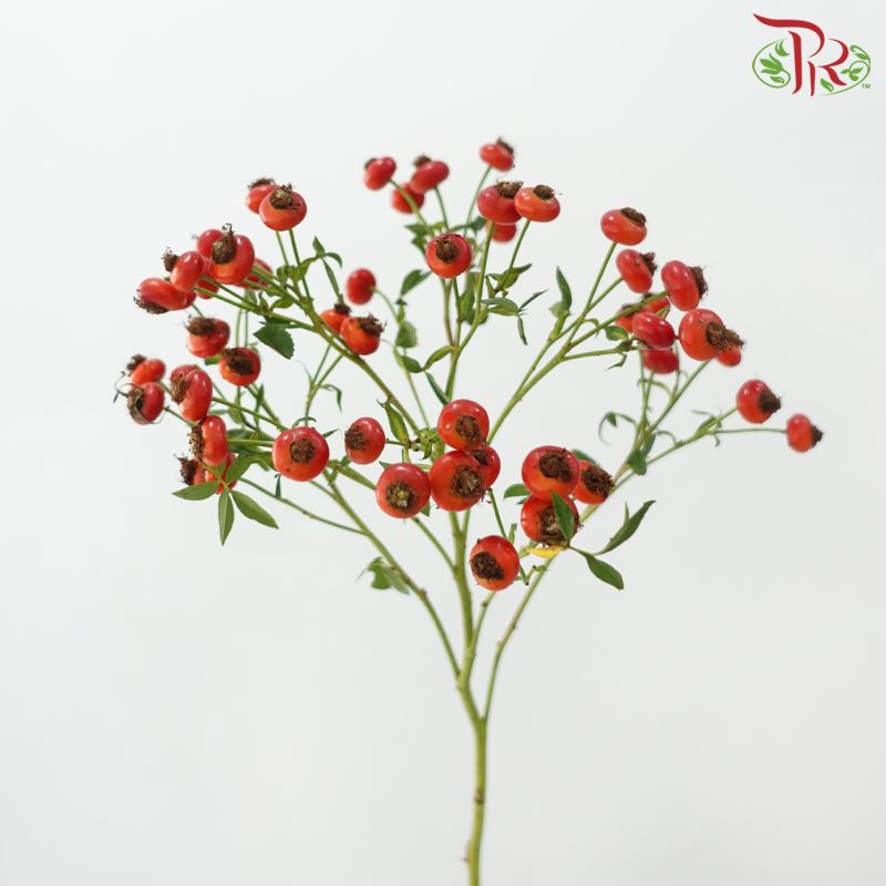 Rose Hip - Red (Per Bunch)-Red-China-prflorist.com.my
