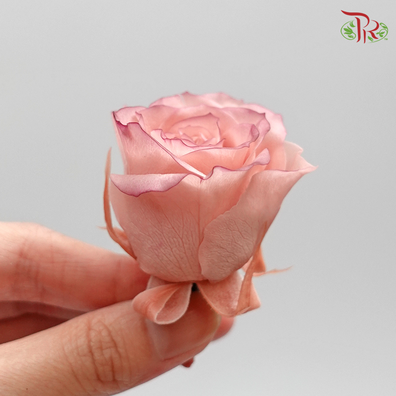 Preserved Rose Izumi Hanairo