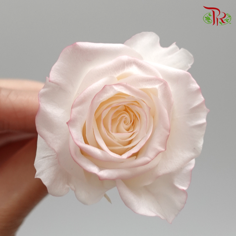 Rose Izumi Hanairo Preservative - Light pink ( 0349-0-015 )-Pink-Japan-prflorist.com.my