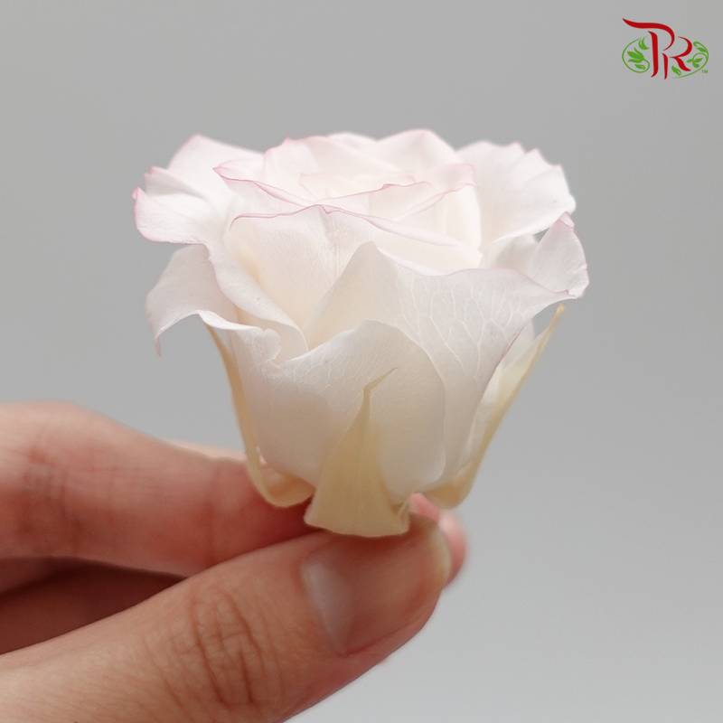 Rose Izumi Hanairo Preservative - Light pink ( 0349-0-015 )-Pink-Japan-prflorist.com.my