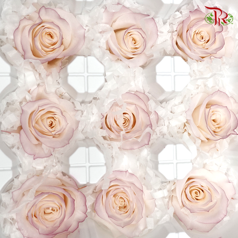 Rose Izumi Hanairo Preservative - Light Purple ( 0349-0-045 )-Purple-Japan-prflorist.com.my