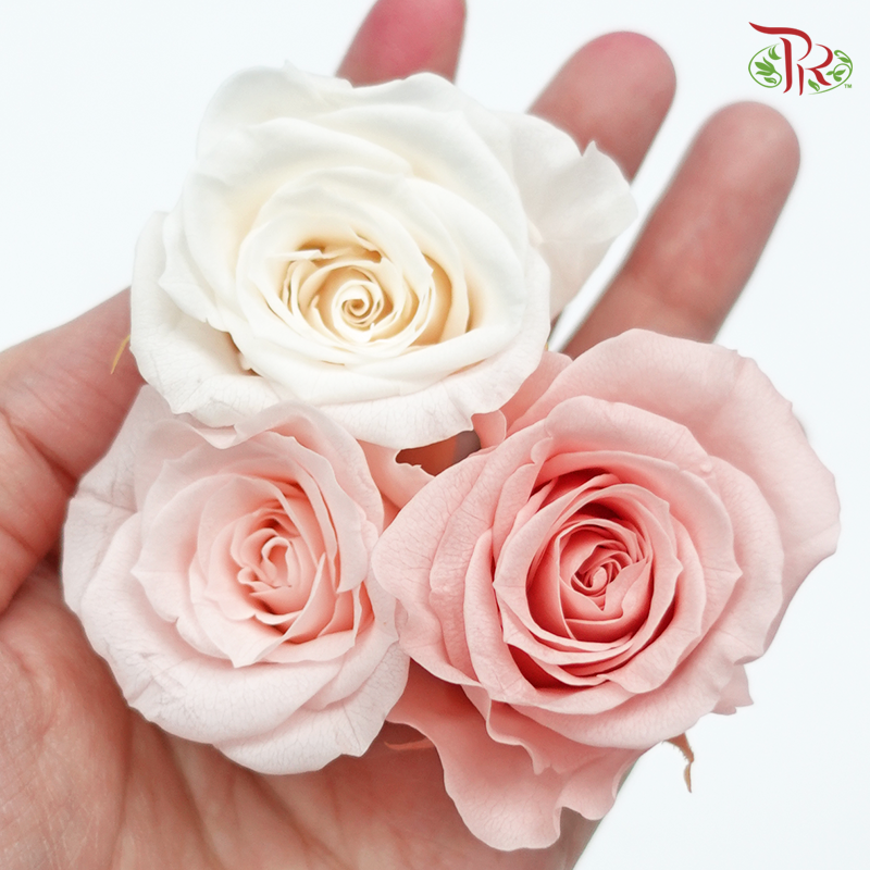 Rose Izumi Preservative ( 0348-4-150 )-Japan-prflorist.com.my