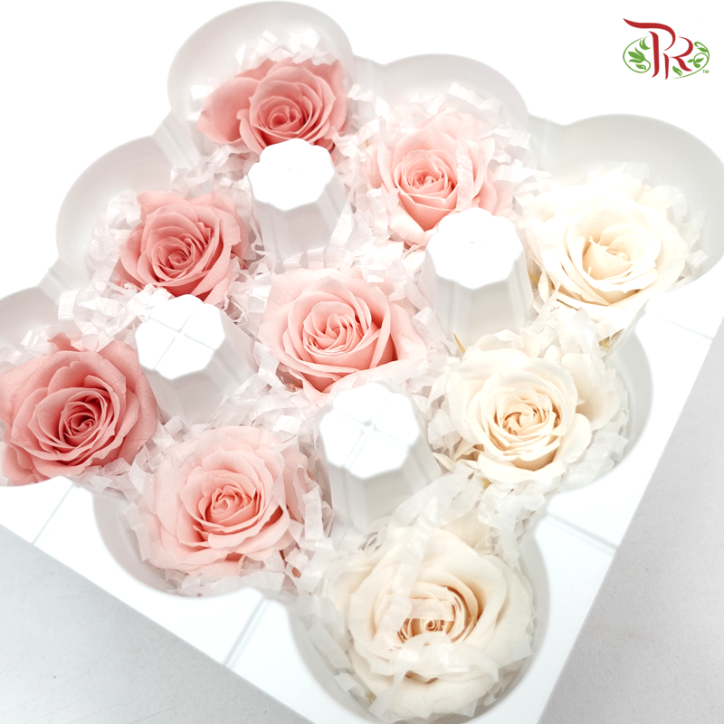 Rose Izumi Preservative ( 0348-4-150 )-Japan-prflorist.com.my