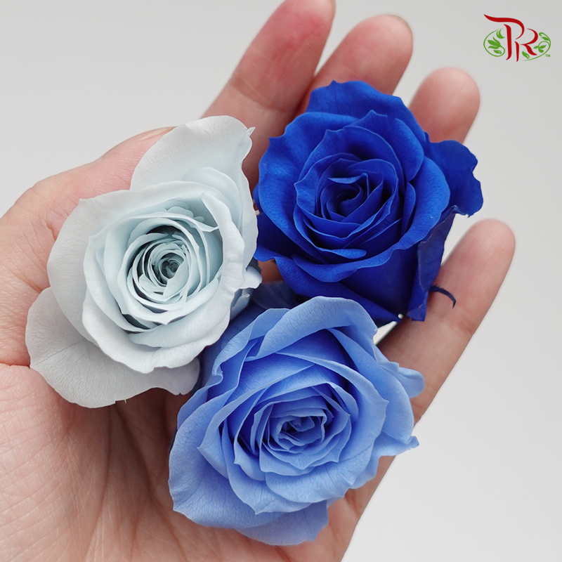Rose Izumi Preservative - Mix Blue ( 0348-4-660 )-Blue-Japan-prflorist.com.my
