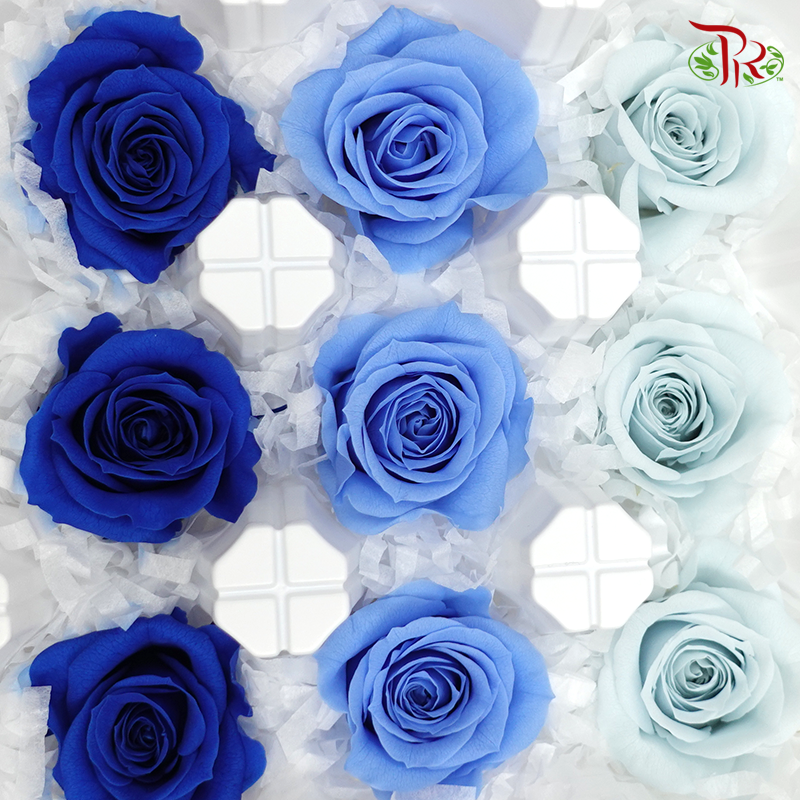 Rose Izumi Preservative - Mix Blue ( 0348-4-660 )-Blue-Japan-prflorist.com.my