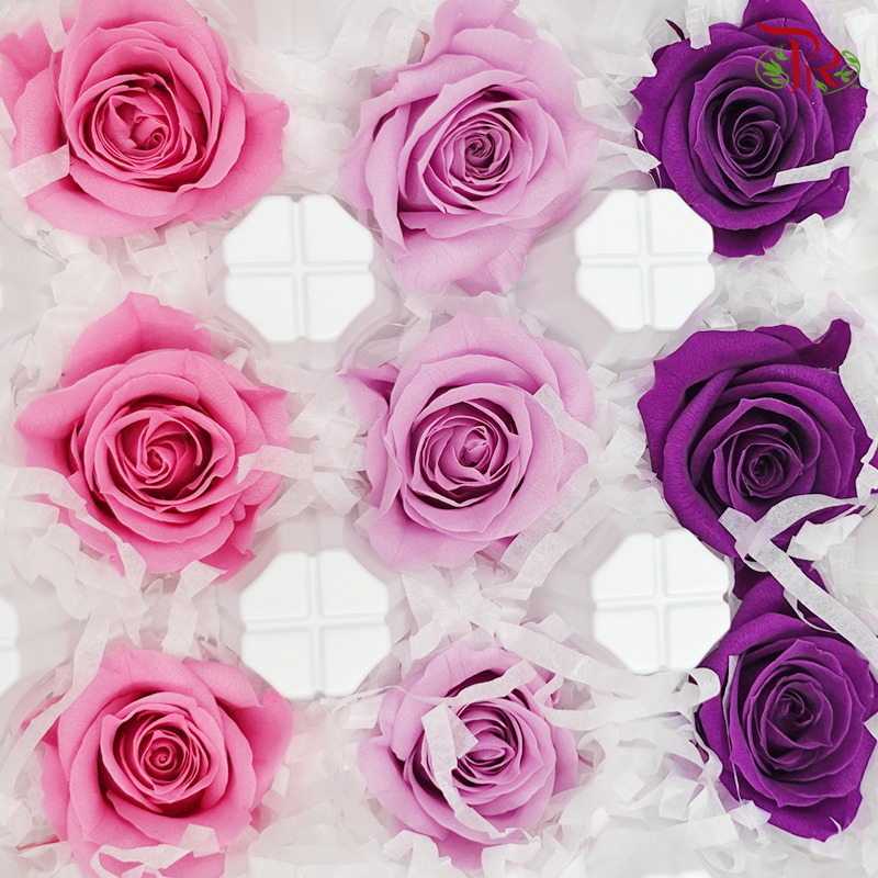 Rose Izumi Preservative - Mix Purple ( 0348-4-440 )-Purple-Japan-prflorist.com.my