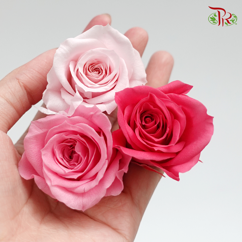 Rose Izumi Preservative - Mix Red ( 0348-4-110 )-Red-Japan-prflorist.com.my