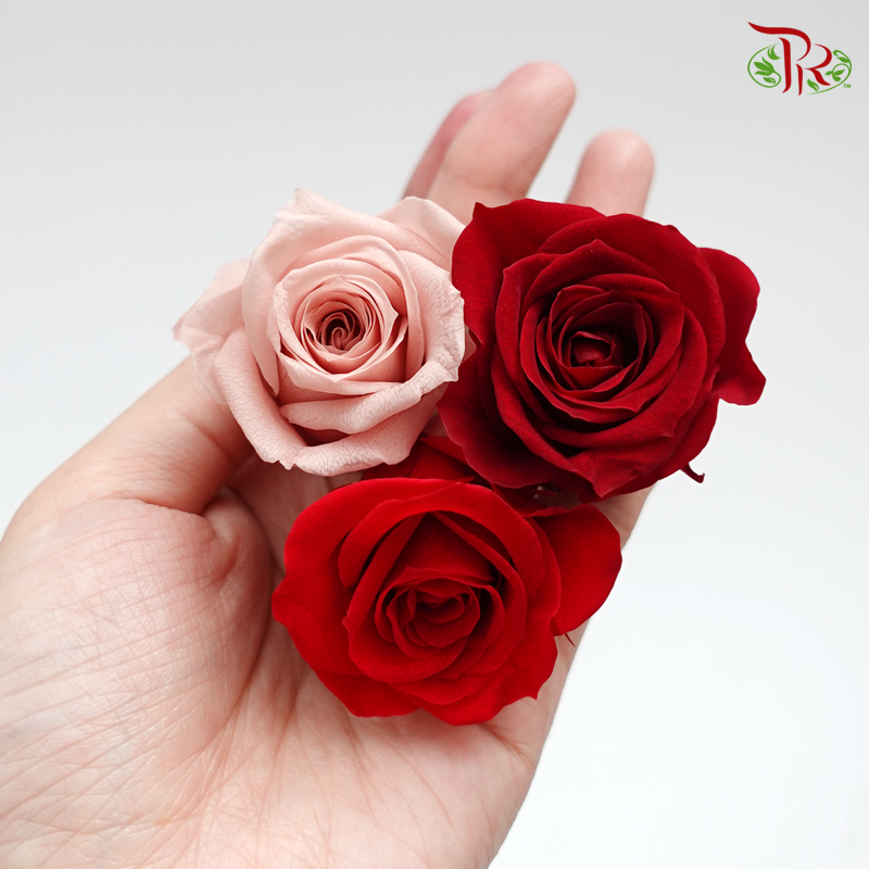 Preserved Rose Izumi