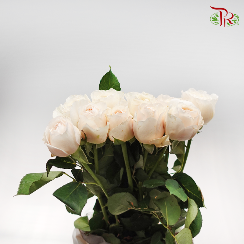 Rose Juliet - Coral Peach (20 Stems)-Cream-China-prflorist.com.my