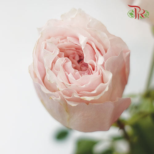 Rose Juliet - Soft Pink (20 Stems)-China-prflorist.com.my
