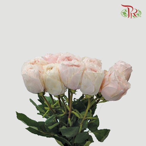 Rose Juliet - Soft Pink (20 Stems)-China-prflorist.com.my