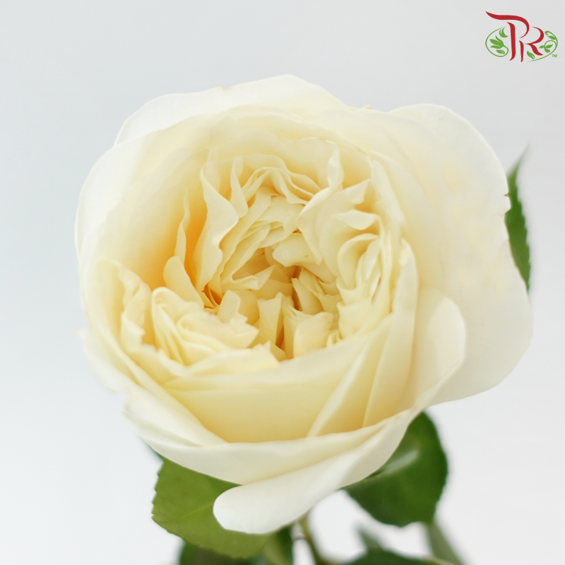 Rose Juliet - Teresa / Elena (10 Stems)-Cream-China-prflorist.com.my