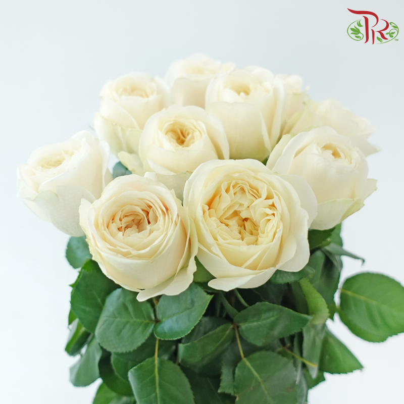 Rose Juliet - Teresa / Elena (10 Stems)-Cream-China-prflorist.com.my