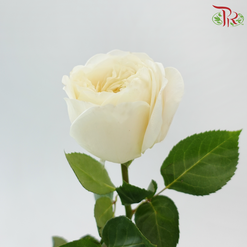Rose Juliet - Teresa / Elena (10 Stems)-Cream-China-prflorist.com.my