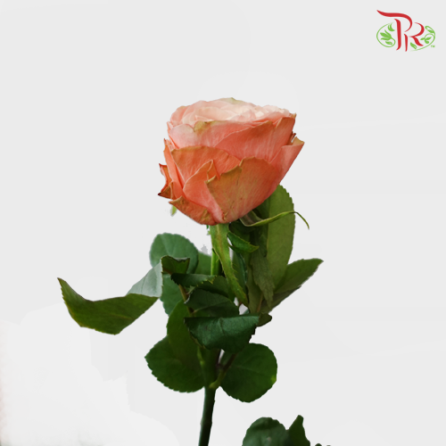 Rose - Kahala (10 Stems)-China-prflorist.com.my