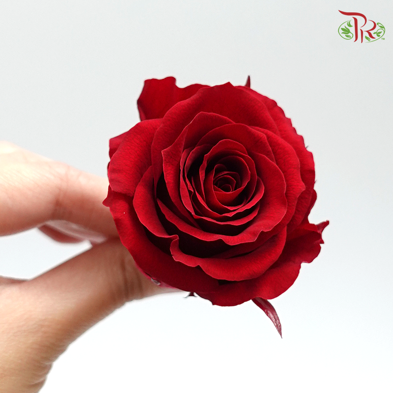 Rose Kanon M Preservative - Bright Red ( 0520-2-471 )-Red-Japan-prflorist.com.my