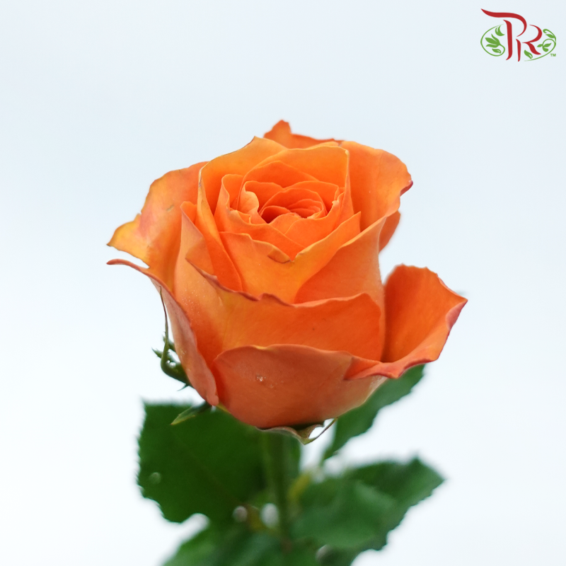 Rose - King's Day (10 Stems)-Orange-China-prflorist.com.my