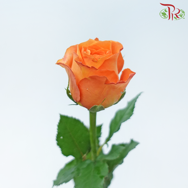 Rose - King's Day (10 Stems)-Orange-China-prflorist.com.my