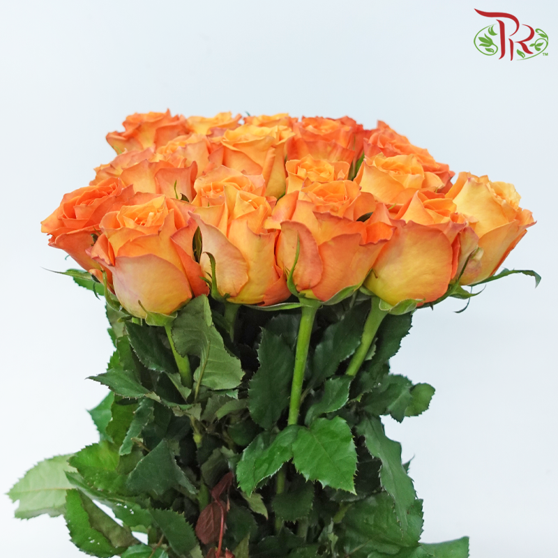 Rose - King's Day (10 Stems)-Orange-China-prflorist.com.my