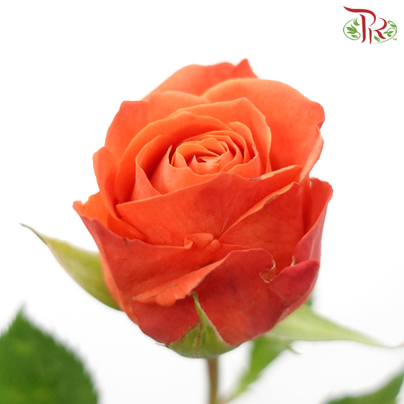 Rose - King’s Day (10 Stems)-Xiang Fei-China-prflorist.com.my