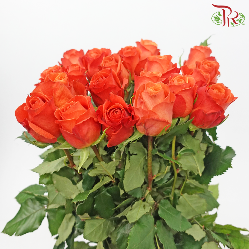 Rose - King’s Day (10 Stems)-Xiang Fei-China-prflorist.com.my