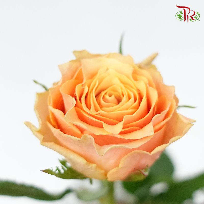 Rose - Koi Carp (10 Stems)-Orange-China-prflorist.com.my