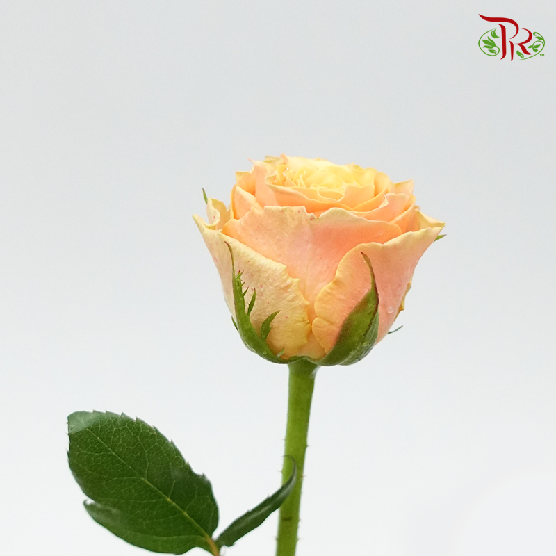 Rose - Koi Carp (10 Stems)-Orange-China-prflorist.com.my