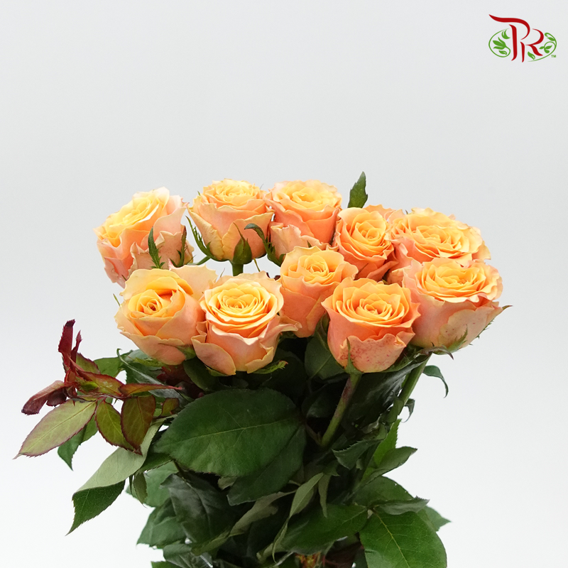 Rose - Koi Carp (10 Stems)-Orange-China-prflorist.com.my