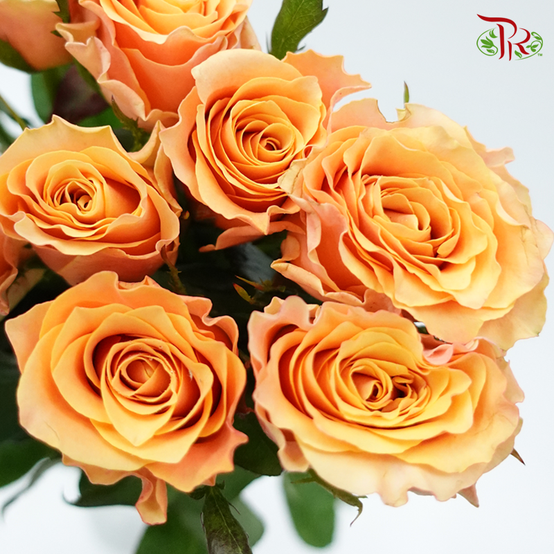 Rose - Koi Carp (10 Stems)-Orange-China-prflorist.com.my