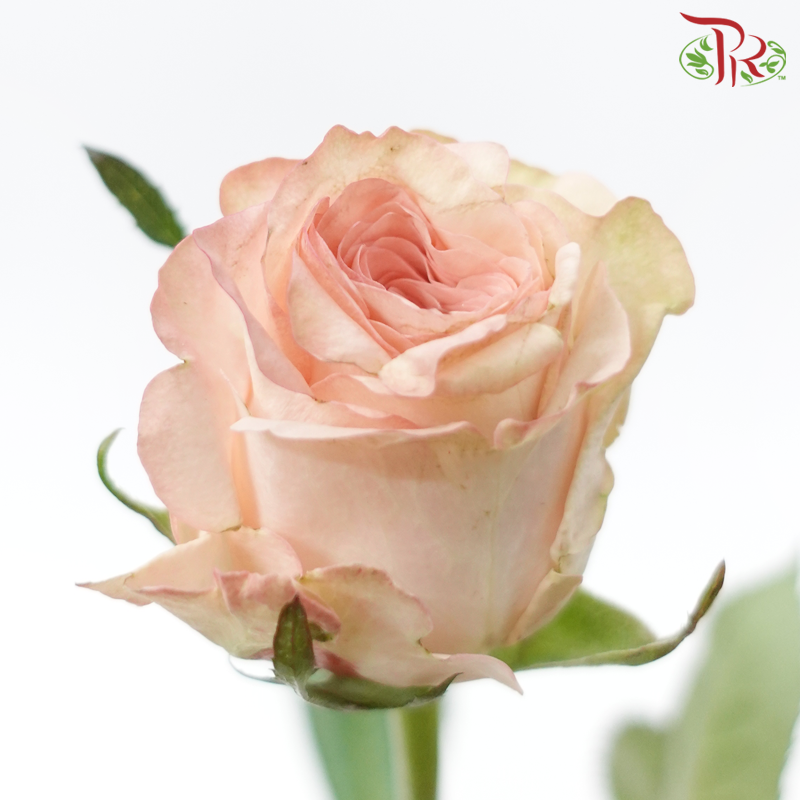 Rose - Libra (10 Stems)-Cream-China-prflorist.com.my