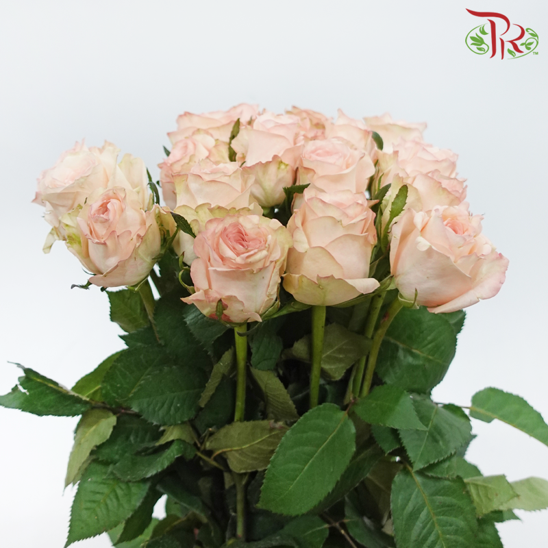 Rose - Libra (10 Stems)-Cream-China-prflorist.com.my